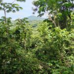 Tropischer Wald Halbinsel von Nicoya