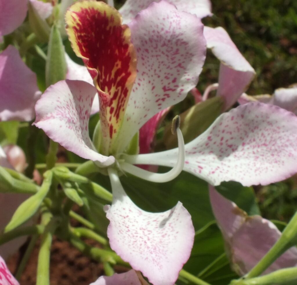 Orchideen Costa Rica