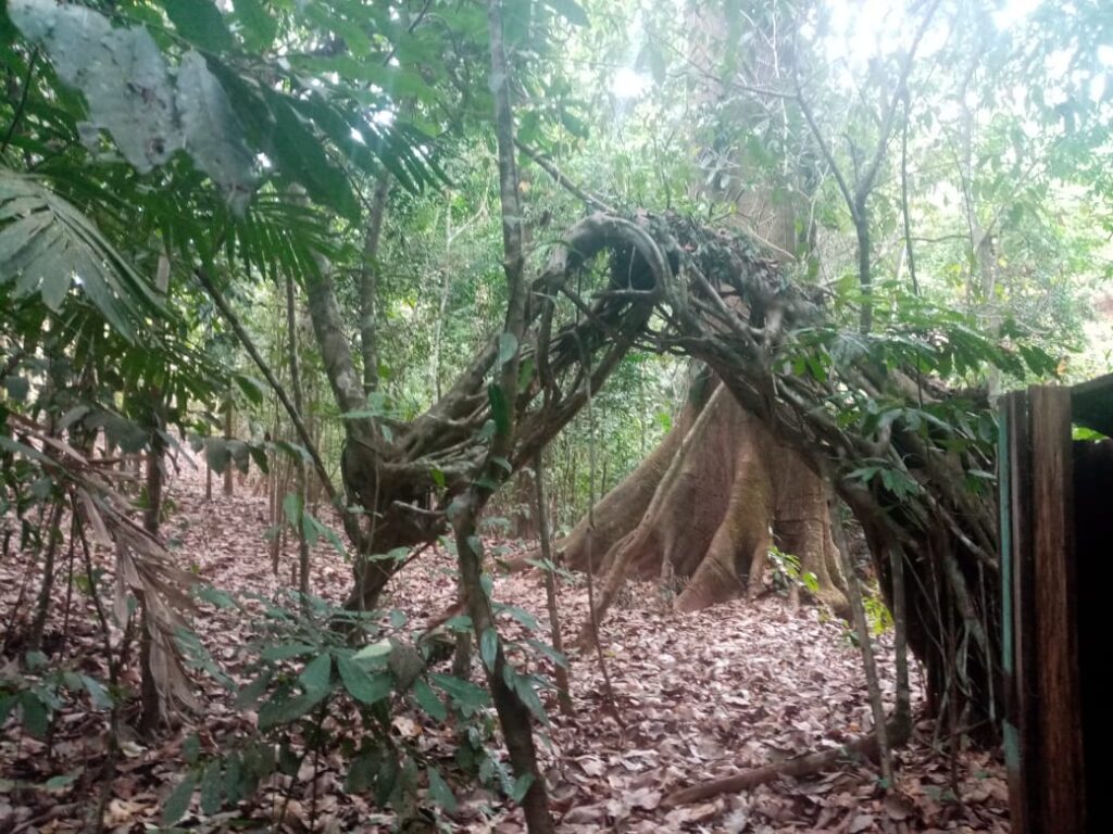 trockener Regenwald Halbinsel von Nicoya