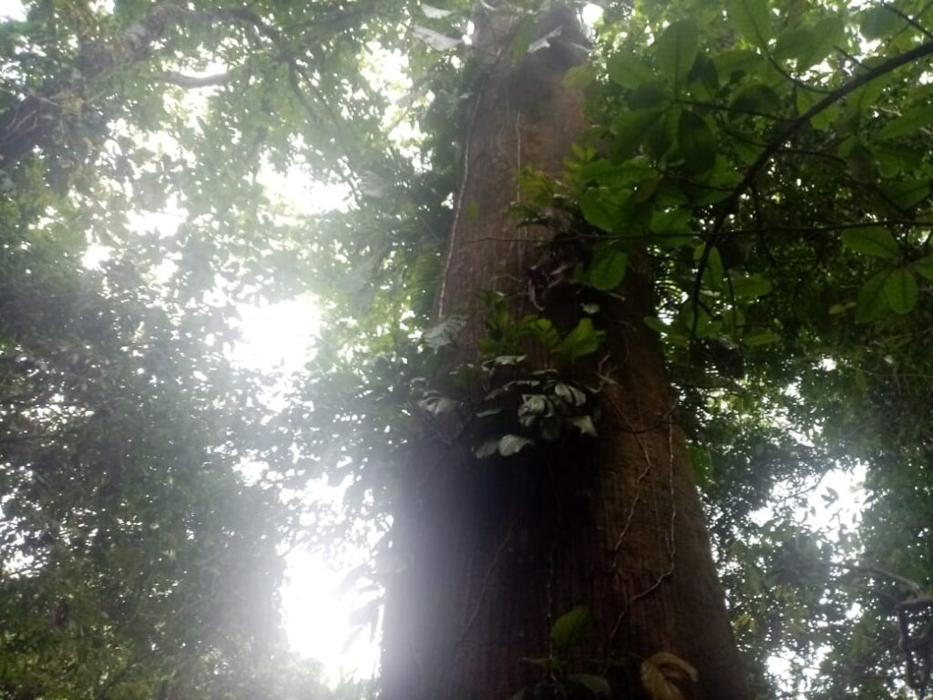 trockener Regenwald Halbinsel von Nicoya