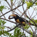 Arakari in Guanacaste