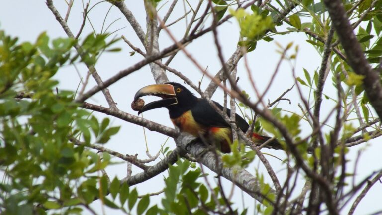 Mehr über den Artikel erfahren Trockenwälder Costa Ricas: Ein verborgenes Paradies