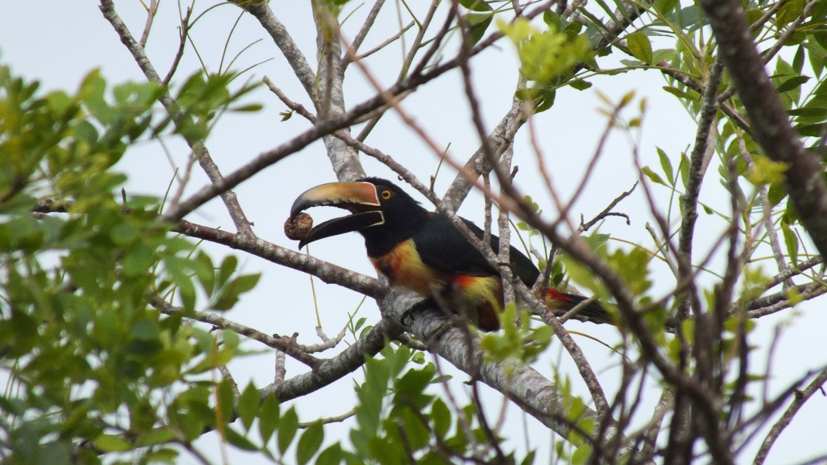 Du betrachtest gerade Trockenwälder Costa Ricas: Ein verborgenes Paradies